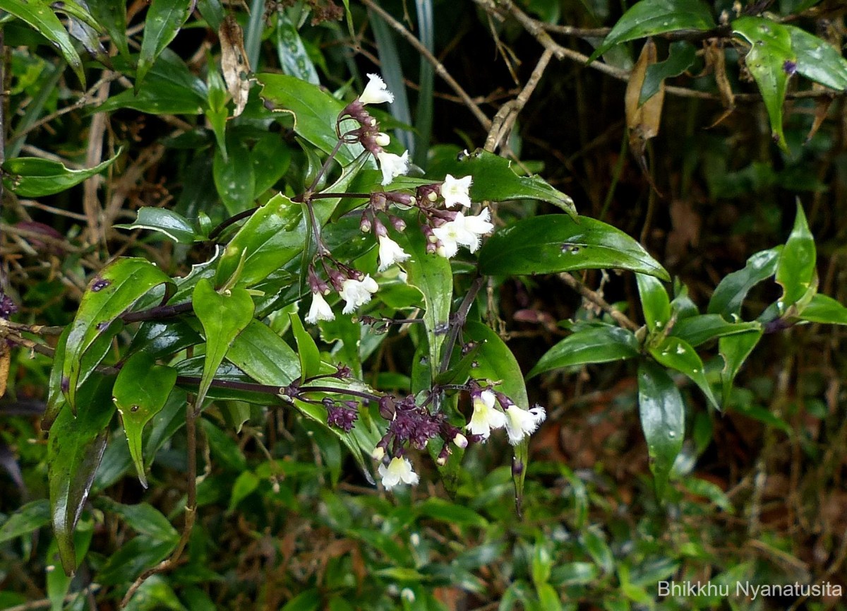 Hedyotis rhinophylla Thwaites ex Trimen